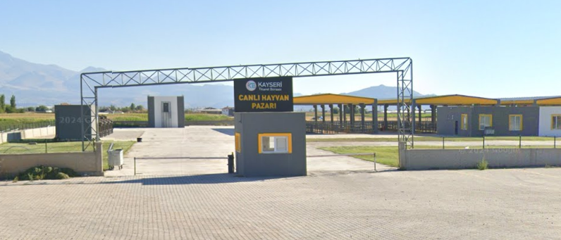 Canlı Hayvan Pazarı Canlı Hayvan Pazarı